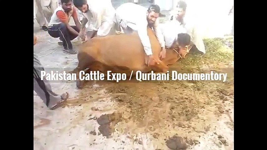 Angry Cow Qurbani 2016 2017 Funny Barsati Anari Qasai Eid