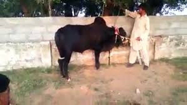 Bakra Mandi 2016 2017 Islamabad Eid ul adha Bakra Eid