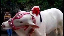 Bakra Qurbani 2016 2017 Lahore Eid ul azha Bakra eid