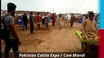 Heavy Sibi Bhagnari Cow Mandi 2016 2017 Karachi Bakra Eid in Pakistan