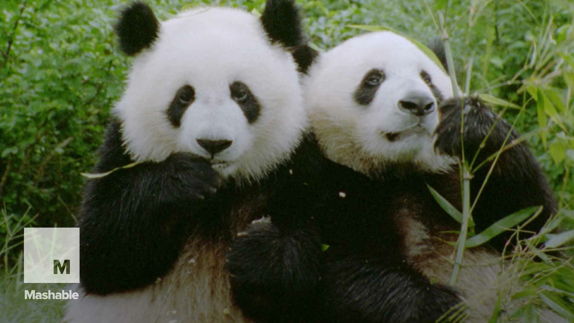 ⁣Giant pandas are officially off the endangered species list