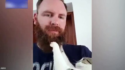 Forget the barber! Adorable video shows six-month-old kitten grooming owner's impressive beard