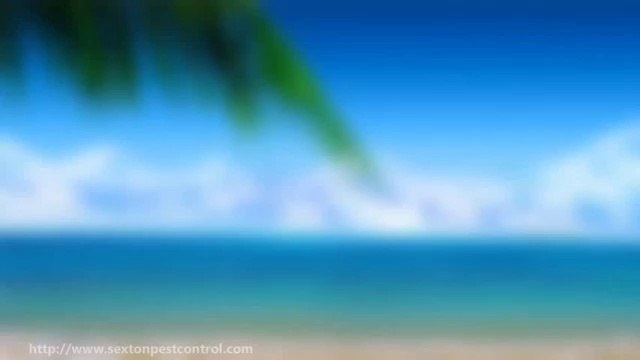 Bed Bugs and Summer Vacation Travel