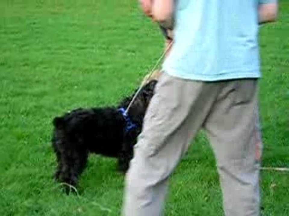 Nos chiens au travail 002