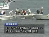 伊豆にもサメ 捕獲のニュース