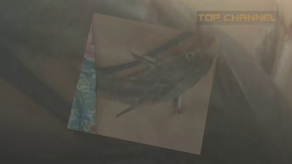 Wanita Ini  Menjerit Kesakitan Pada Perutnya saat Berenang, dan Ketika Dia Naik, Terlihat ini...