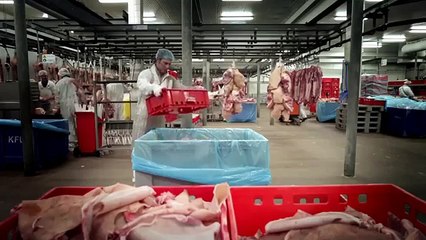 اعرف ما الذي تأكله انشرو