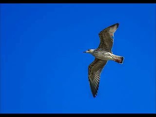 吉川利彦　【作業用BGM】未来の種【癒やしサウンド】