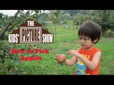 How to Pick Apples - The Kids' Picture Show (Fun & Educational Learning Video)