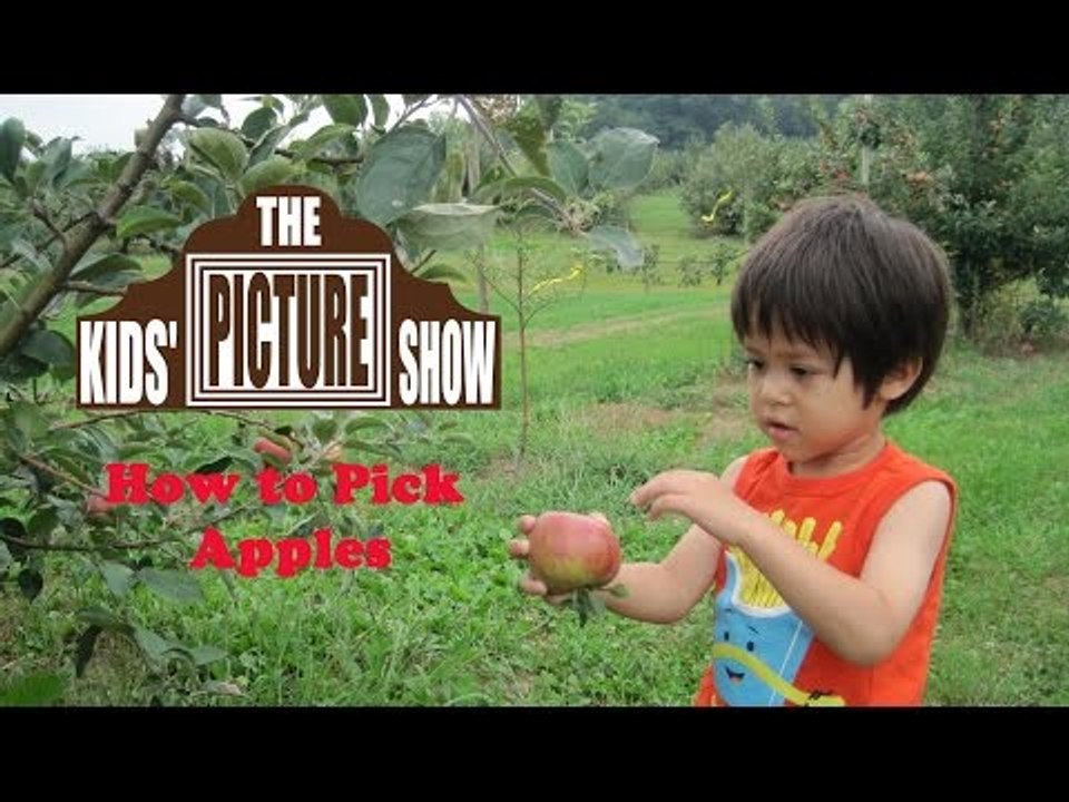 How to Pick Apples - The Kids' Picture Show (Fun & Educational Learning Video)