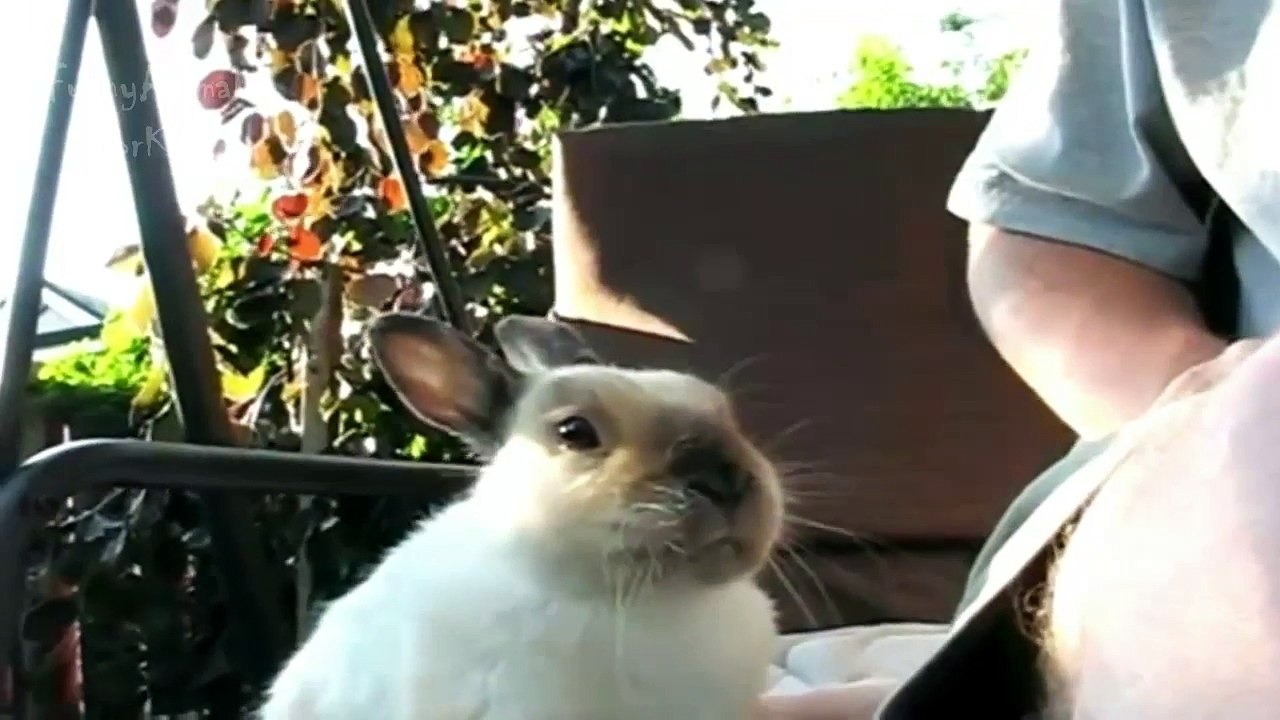 Funny Animals Sneezing - Compilation 2016