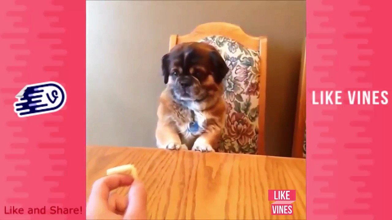 Best Funny Animals Vines of 2016 - Funny Cute Animals Videos