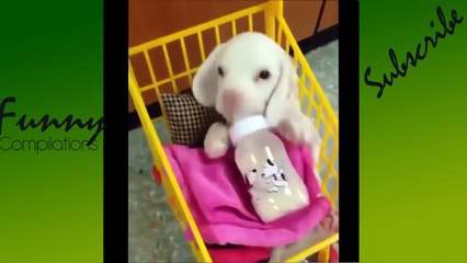 TRY NOT TO LAUGH - Funny Animals Fails Compilation 2016