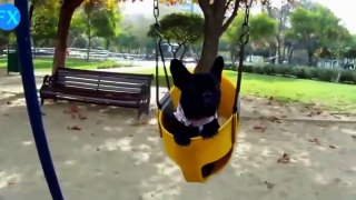 Best Funny Videos - Funny Dogs - Funny Cats - Funny Animals - Funny Video