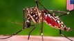 Enam cara melindungi diri dari virus Zika - Tomonews