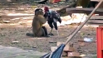 Kompilasi video NGAKAK pool bikin ketagihan ngakak