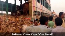 Cow Mandi 2016 2017 Karachi Bakra Eid in Pakistan Sohrab Goth (1)