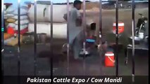 Cow Mandi 2016 2017 Karachi Bakra Eid in Pakistan Sohrab Goth (3)