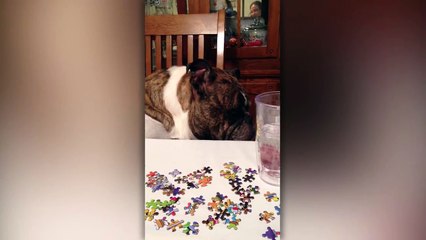 Funny Bulldog Is Bummed he Can't Help With Puzzle