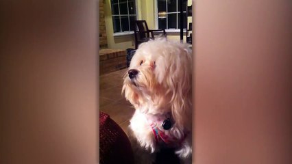 Cute Dog Has Squeaky Toy Ventriloquist