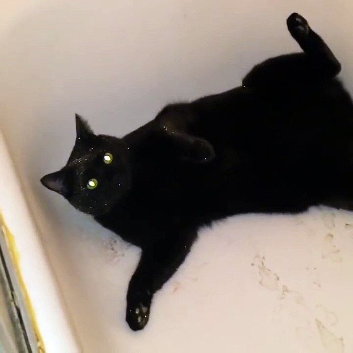 Ce chat brille de mille feux en se roulant dans les paillettes après un bain spécial
