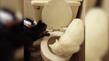 Ces chats découvre la chasse d'eau... Propre les minous!
