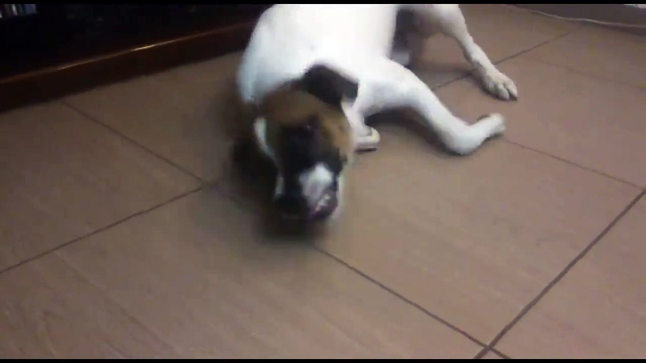 Chien VS Insecte! Nouveau pote???