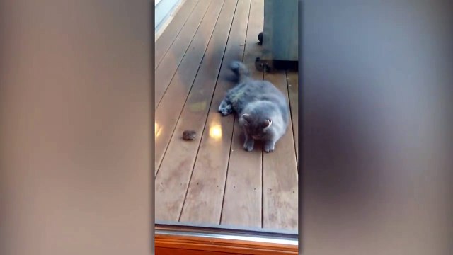 Tom et Jerry version inversée!