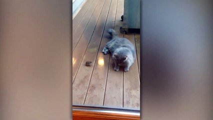 Tom et Jerry version inversée!