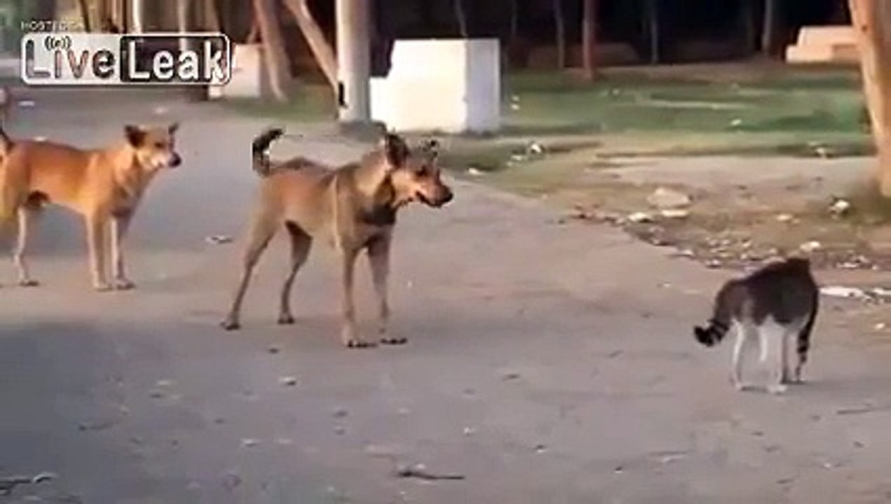 Ce chat met la misère à 7 chiens : c'est qui le patron!!!!!