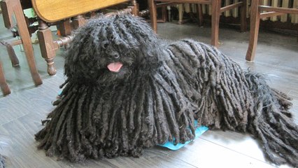 Top 10 Most Unusual and Strangest Looking Dog Breeds 🐶