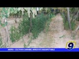 Andria |  Coltivava cannabis, arrestato insospettabile