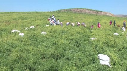 Sınır Hattında Hasat Kardeşliği - Kilis