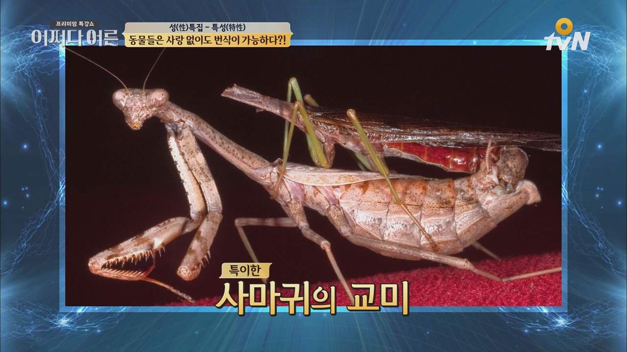 사랑하고 머리가 잘리는 슬픈 동물