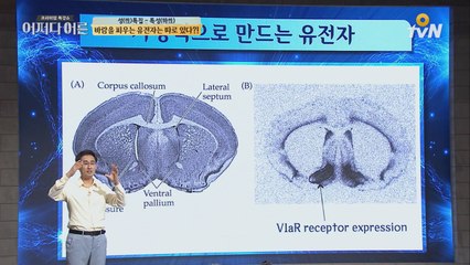 바람 피우는 뇌는 따로 있다?!