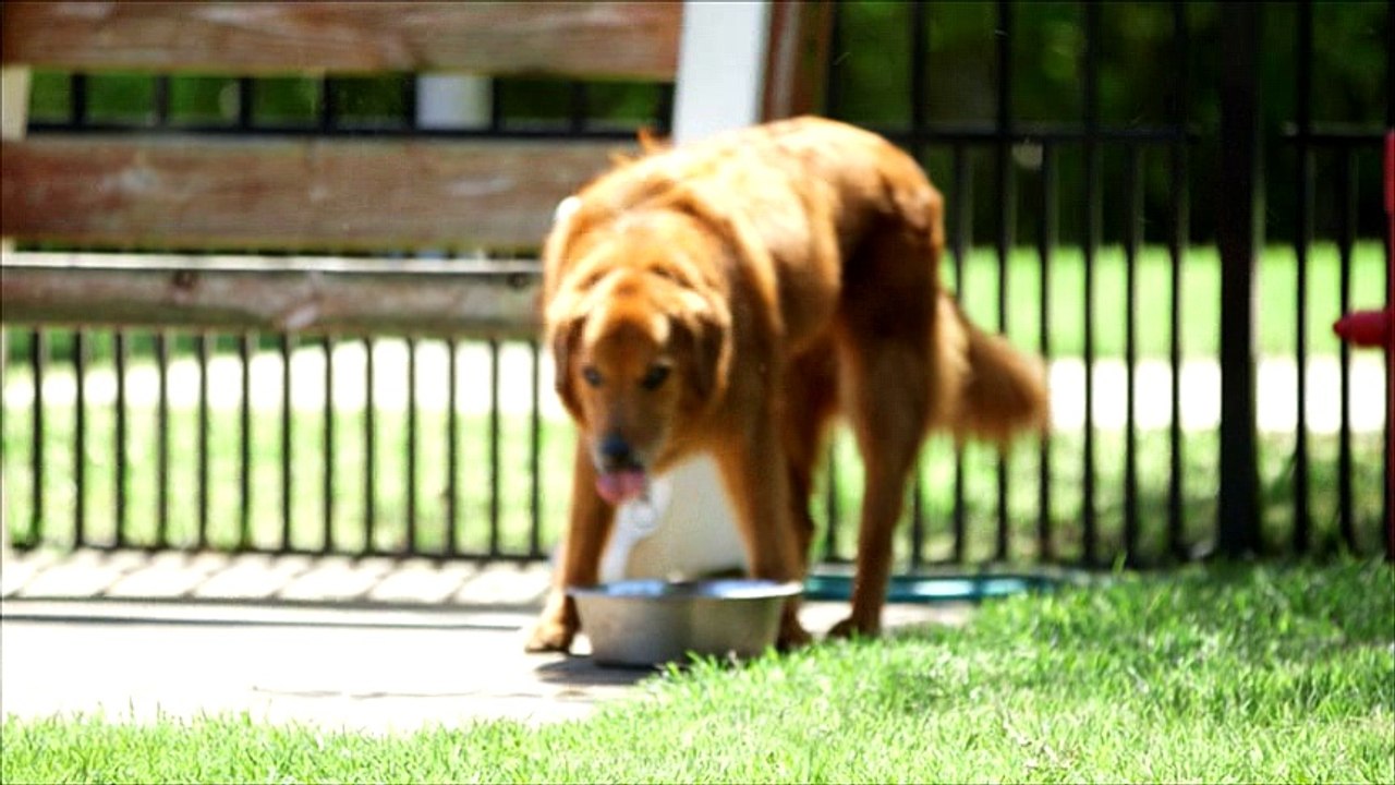 PETLIFE VITALzul  testimonials