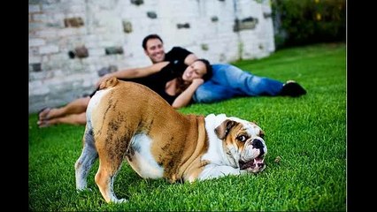 Ces animaux qui vous volent la vedette !