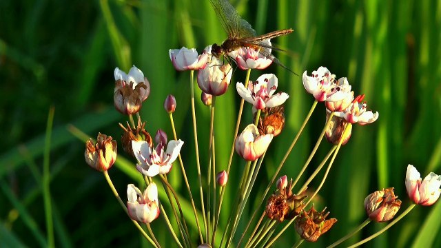 Nature - 4496, Chuồn chuồn