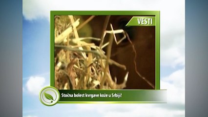 Vesti - Stočna bolest kvrgave kože u Srbiji!
