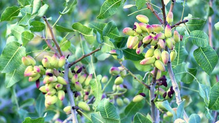 Assoiffés, les pistachiers iraniens se meurent