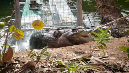 Australie: la police capture un crocodile mangeur de vaches