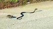 Tiny Little Baby Is Caught By A Snake… But Watch Who Comes To Save The Day