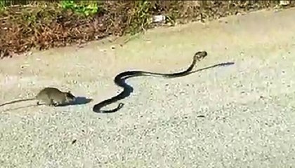 Tiny Little Baby Is Caught By A Snake… But Watch Who Comes To Save The Day