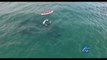 Drone Captures Kayaker's Fascinating Orca Encounter