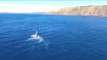 Drone Video Shows Whale Breaching and 'Waving' in Byron Bay