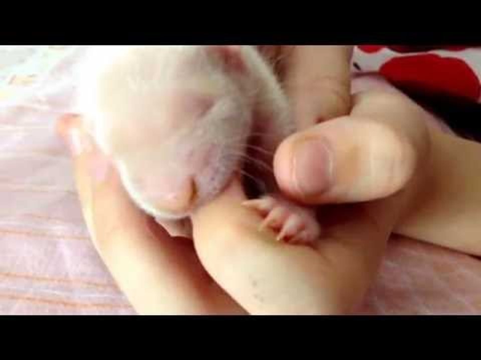 Adorable Baby Skunk Suckles on Human Finger