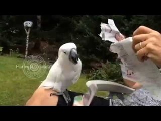 Destructive Cockatoo Takes Out Anger on Newspaper