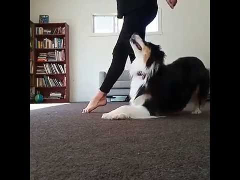 Australian Shepherd Proves It Can Irish Dance