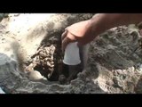 Hermit Crabs Wander Endlessly Through Sand Trap