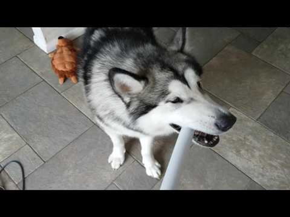 Alaskan Malamute Attacks Vacuum Cleaner Suction